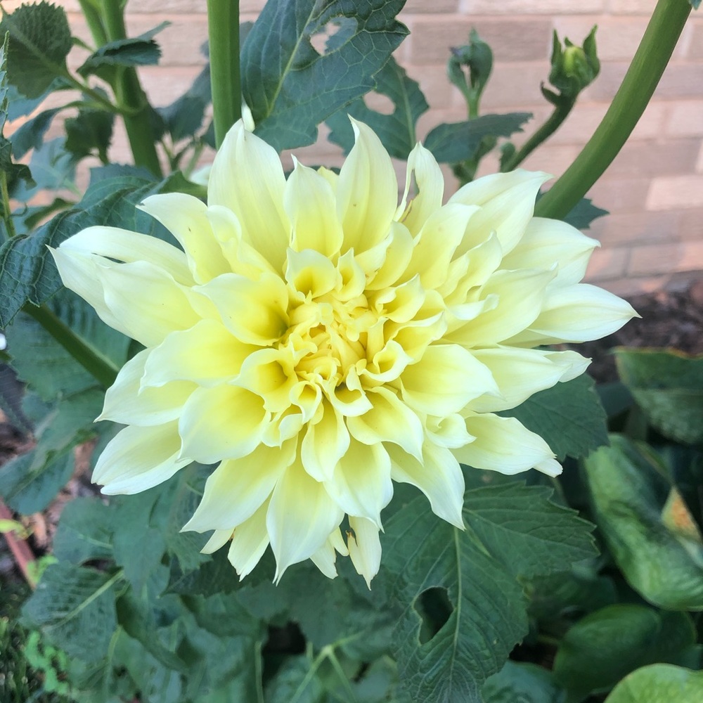 Meet your Posher, Jonette